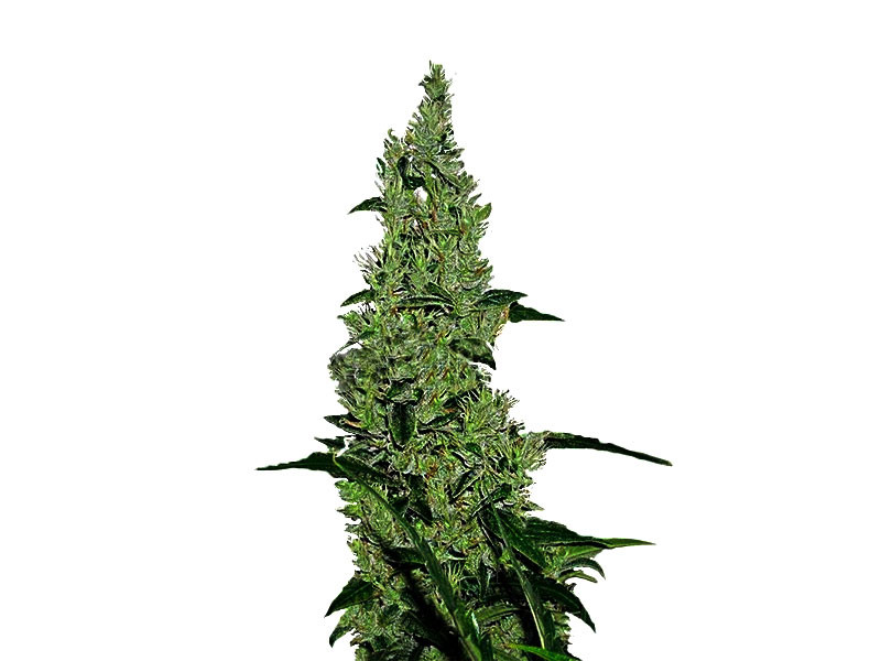 Y Greiga - Мощная Сатива Y Greiga от Medical Seeds
